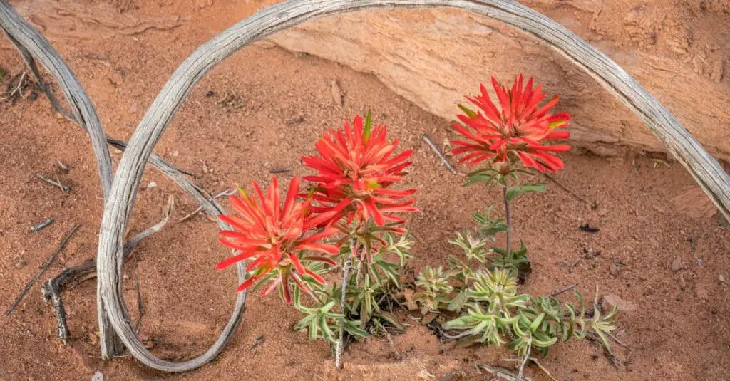 Flora in The Colorado Desert On the Mojave Road!